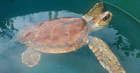 Fallece 'Tugui', la tortuga boba rescatada la semana pasada en El Musel