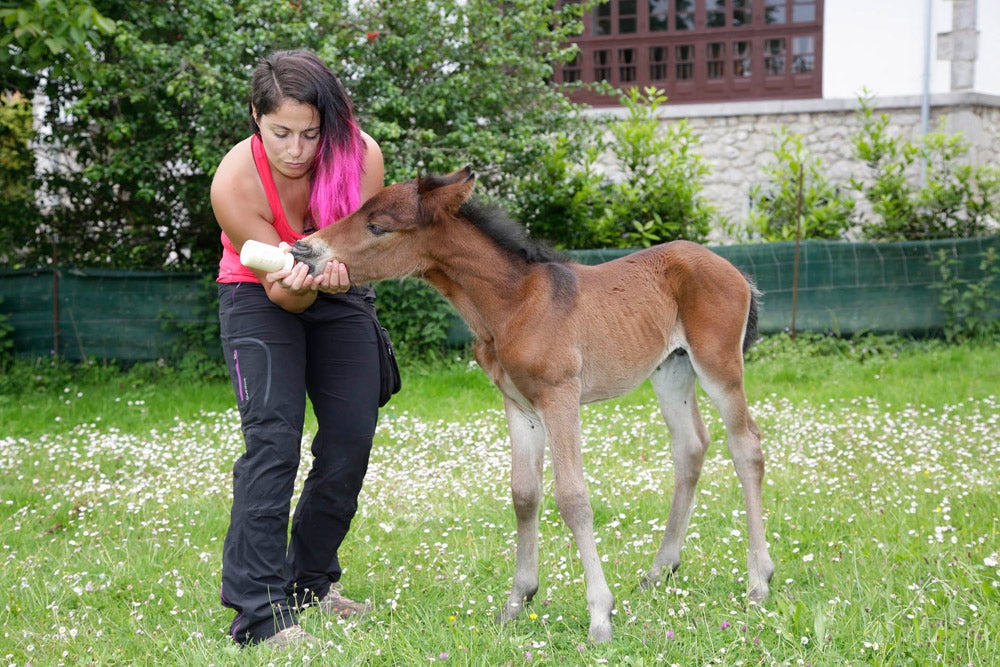 Potrillo huérfano en el Sueve