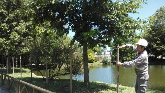 Un operario, colocando el cercado esta mañana en el parque