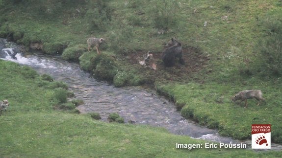 Dos lobos acosan a un oso para quitarle los restos de un ciervo que está comiendo. 