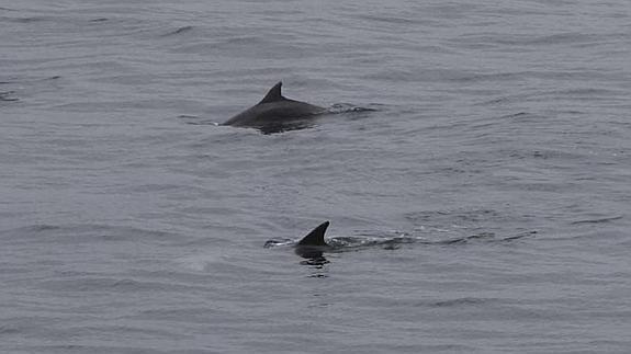 Los delfines, en Salinas 