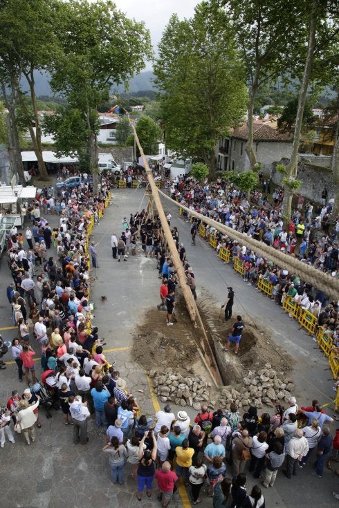 Los celorianos pusieron en pie un eucalipto de 3.000 kilos. 