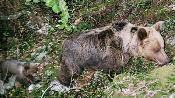 El oso alcanza los 200 ejemplares y se asienta en nuevos concejos asturianos