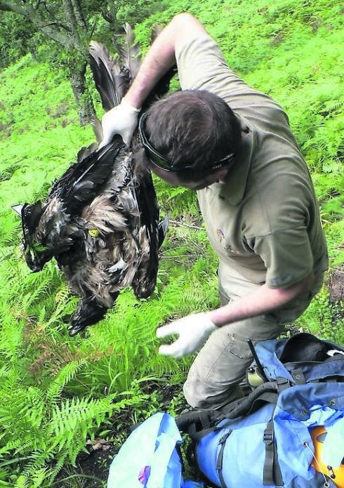 Baguena recogiendo el cuerpo de 'Güeña' en los Picos. 