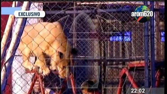 Un león ataca a una profesora delante de sus alumnos en Perú