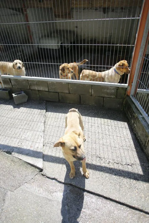 Un grupo de canes en la perrera mierense. 