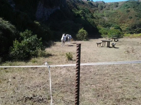 Los caballos corriendo por el área recreativa cercada para ellos. 