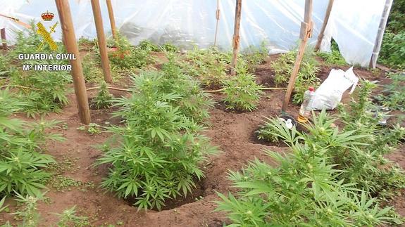 Dos detenidos y 150 plantas de marihuana incautadas en Bimenes y Siero