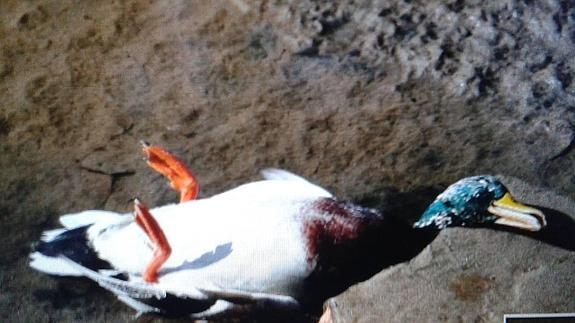 Un pato encontrado muerto cerca del río