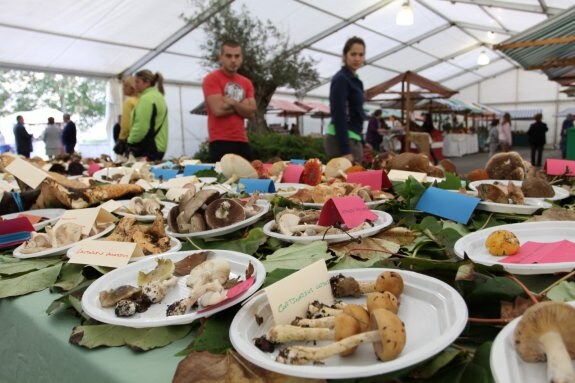 Exposición de setas en el Festival de la Huerta y la Escanda. 