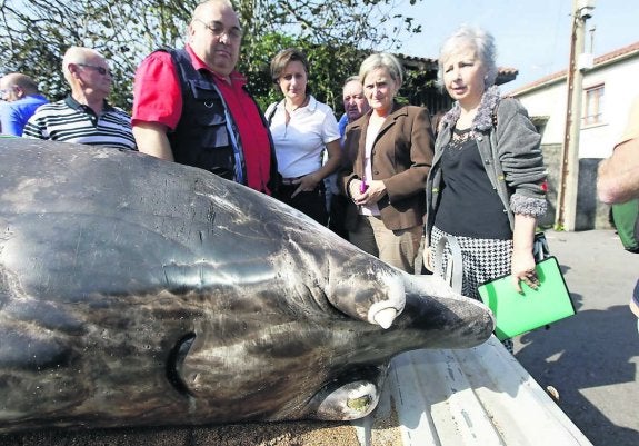 Vecinos de Leorio (Gijón), donde ayer se celebraban unas jornadas de medio ambiente y donde quedó expuesto el cetáceo. 