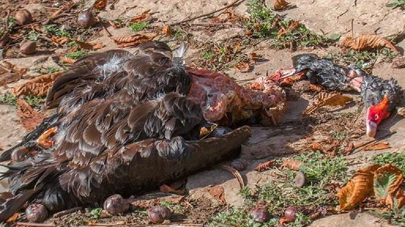 Cuerpo sin vida de uno de los cisnes negros atacados el pasado viernes. 