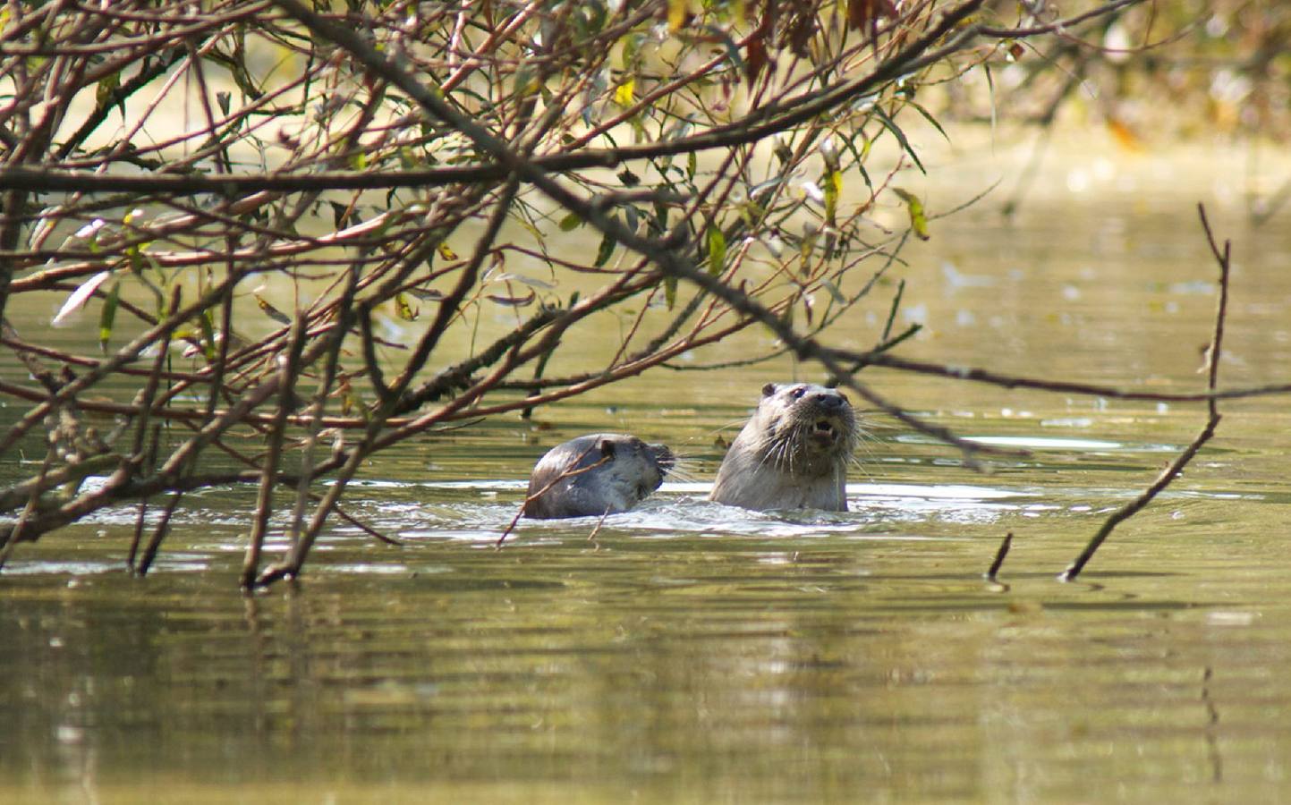 Dos nutrias, en uno de los estanques del parque. 
