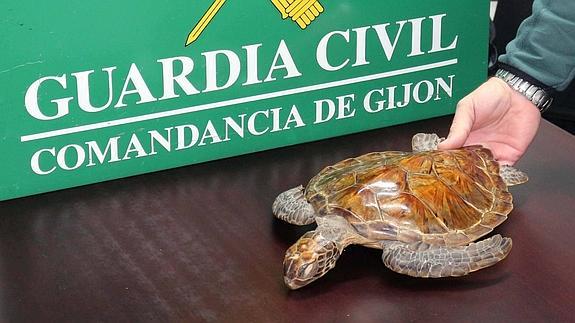 Intenta vender en internet una tortuga protegida que trajo a Asturias hace 26 años