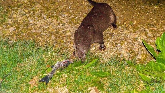 Una nutria devora un pez en el parque de Isabel la Católica de Gijón.