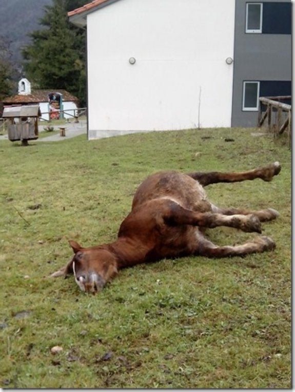 El animal muerto, junto al cementerio de Campo de Caso. 