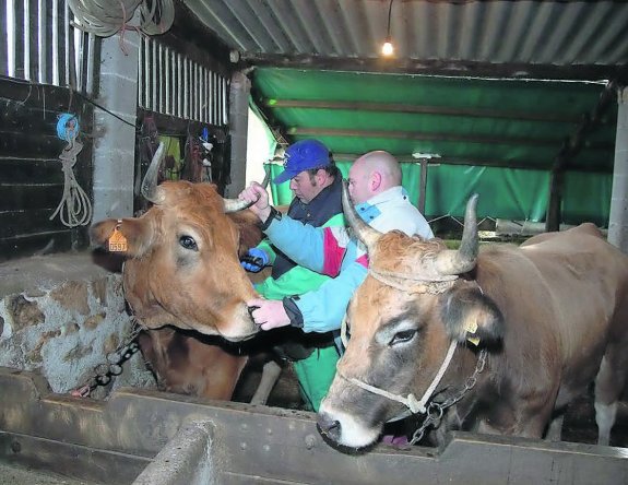 En diciembre de 2012 se hizo una nueva campaña de saneamiento ganadero en Parres ante la aparición de un foco de tuberculosis bovina. 