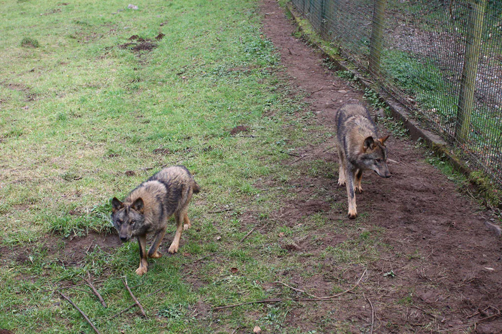 Los dos lobos que habitan en el cercado de Belmonte, situado a poco más de un kilómetro de la villa, en la mañana de ayer. 
