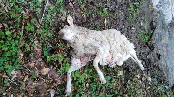 Una de las ovejas muertas en el concejo de Aller. :: E. C.