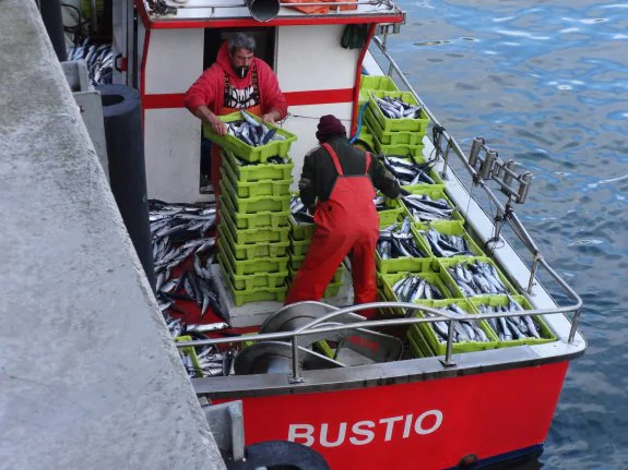 Una embarcación descarga sus capturas de xarda en el puerto de Llanes, que ayer recibió más de 12.000 kilos de verdel. 