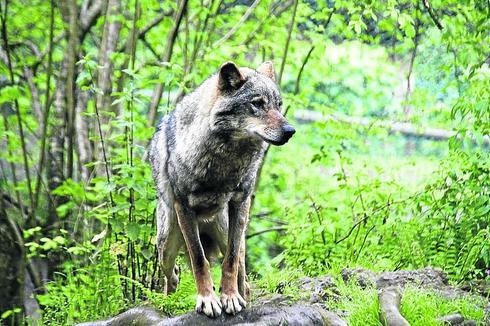 Un ejemplar de lobo ibérico en el zoo de La Grandera. 