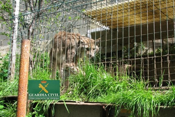 Imagen del lince boreal facilitada por la Guardia Civil de Oviedo. 