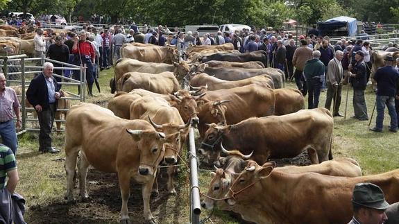 La feria de Corao se celebra el 26 de mayo, pero días antes comienzan a hacerse tratos.