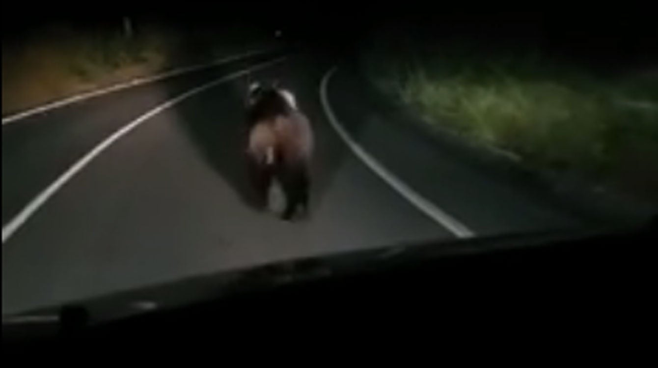 El oso grabado entre Cangas y Somiedo