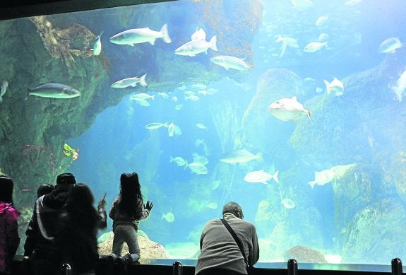 Uno de los espectaculares tanques del acuario gijonés lleno de peces.