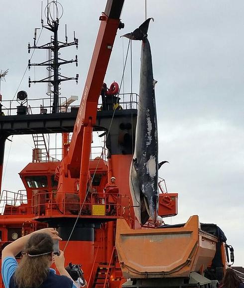 La ballena tuvo que ser retirada con una grúa.