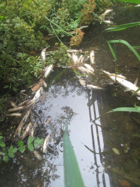 Algunos de los ejemplares muertos hallados en el río. 