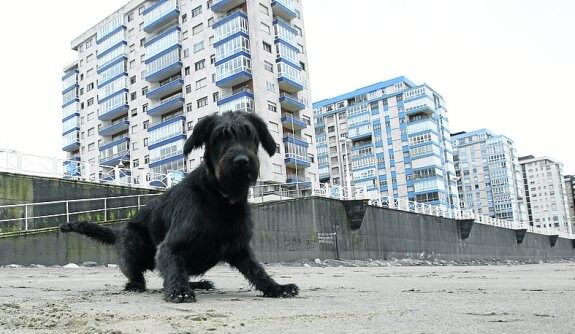 Un perro juega en la playa de Salinas.