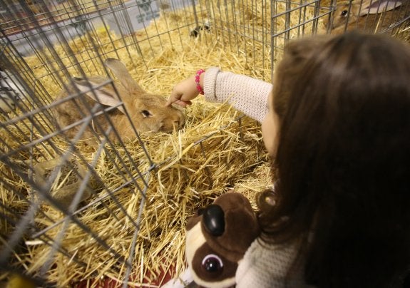 Una niña acaricia un ejemplar de conejo gigante español. 