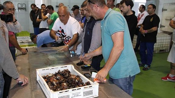 Venta del percebe en Puerto de Vega.