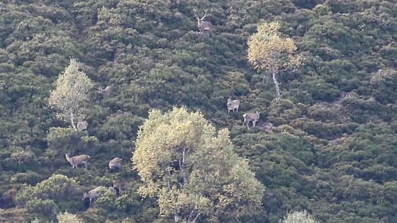 Un venado y un grupo de hembras, en Redes.