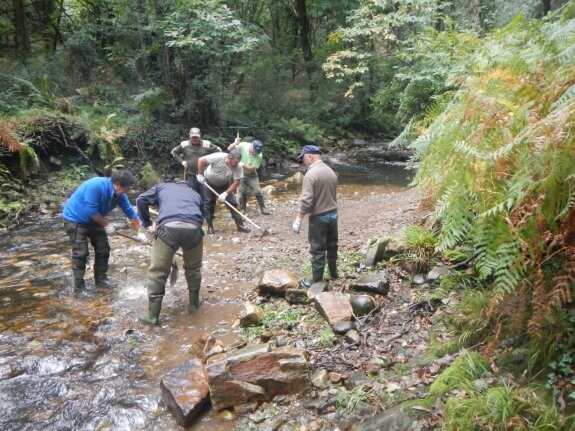 Rastrillado de frezaderos que tuvo lugar ayer en el río Lleiroso. 