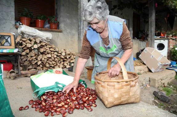 Belén San Martín, de la localidad de La Roza, seleccionando castañas, que el domingo llevará al certamen que se celebra en Arriondas, que este año celebra bodas de plata. 