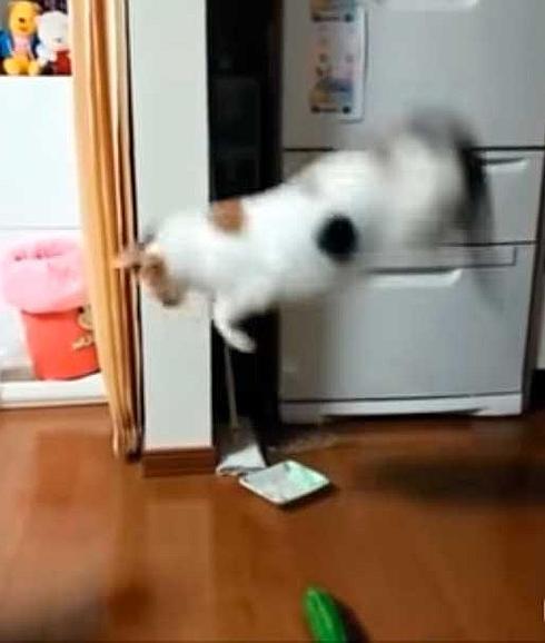 ¿Qué les pasa a los gatos con los pepinos?