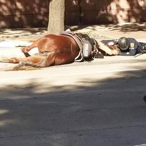 El caballo, tras sufrir el accidente, postrado en el asfalto y el policía abrazándole