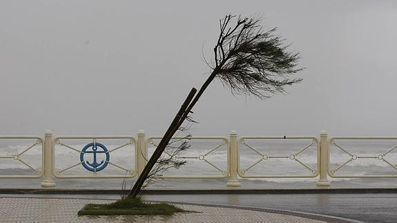 Un árbol, a merced del viento en la playa de Salinas, en Castrillón.