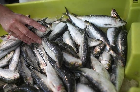 Sardinas en una pescadería de Gijón. 