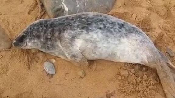 Encontrada una cría de foca gris en la costa gijonesa con problemas respiratorios