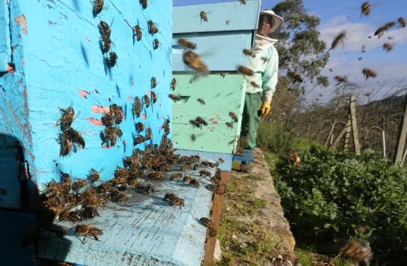 José Manuel Alonso, en el apiario de Deva (Gijón), donde tiene que estar pendiente de las abejas ya que no han cesado en su actividad en todo el invierno. 