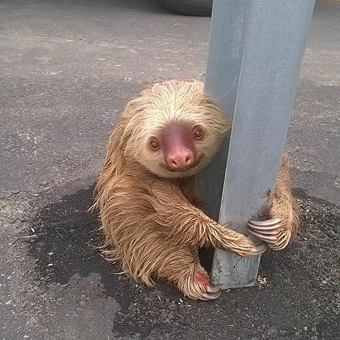 El animal fue devuelto a su hábitat natural este lunes.