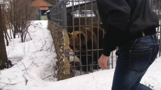 Un hombre ebrio quiso acariciar a un oso y perdió la mano de un mordisco