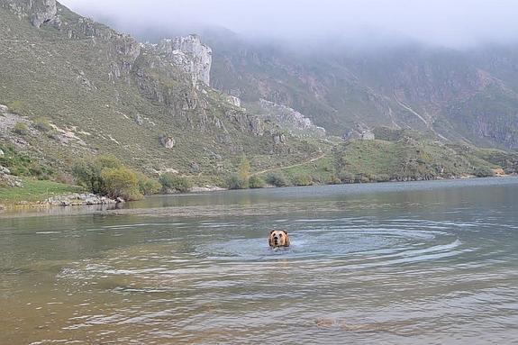 El oso bañándose en Somiedo.