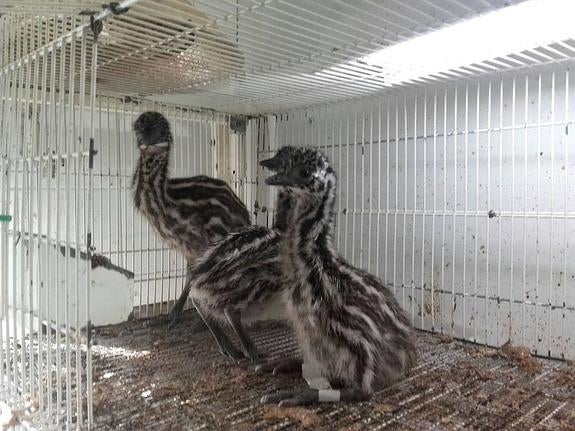Tres polluelos de emú, ayer, en una jaula con lámpara de calor. 