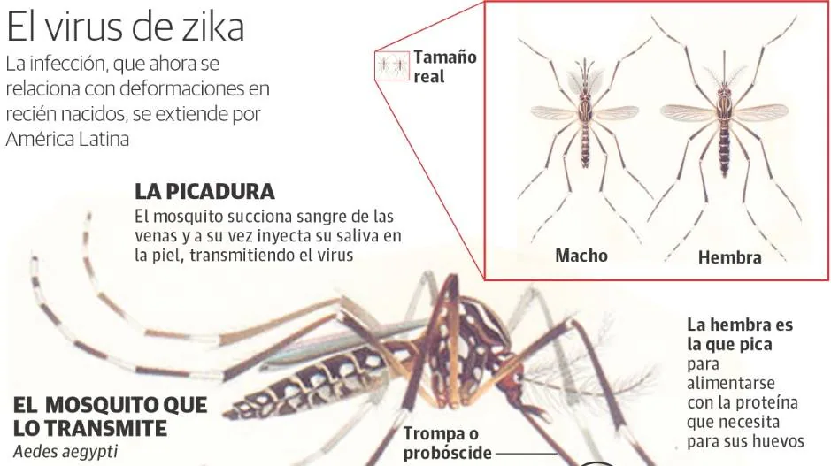 Confirmados dos casos de zika en Asturias