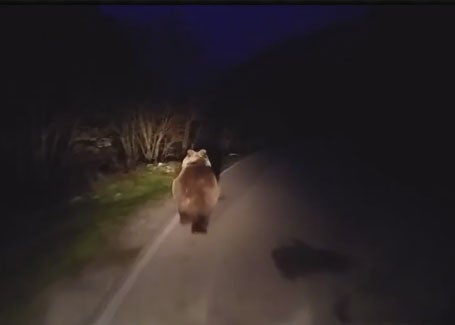 Un oso sorprende a un conductor en Somiedo