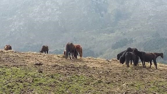 Algunos de los 22 caballos salvajes recogidos de la sierra del Sueve y que se encuentran en una finca de Loroñe, en Colunga. 